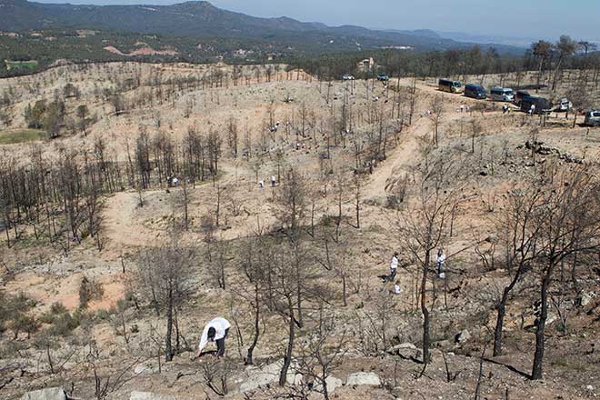 Eurofred compensará sus emisiones de CO2 con repoblaciones forestales