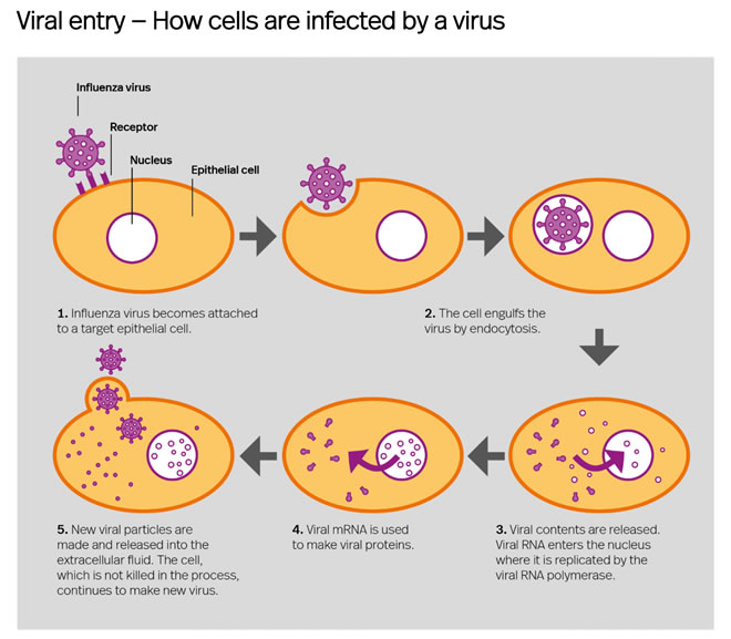 Proceso de infección